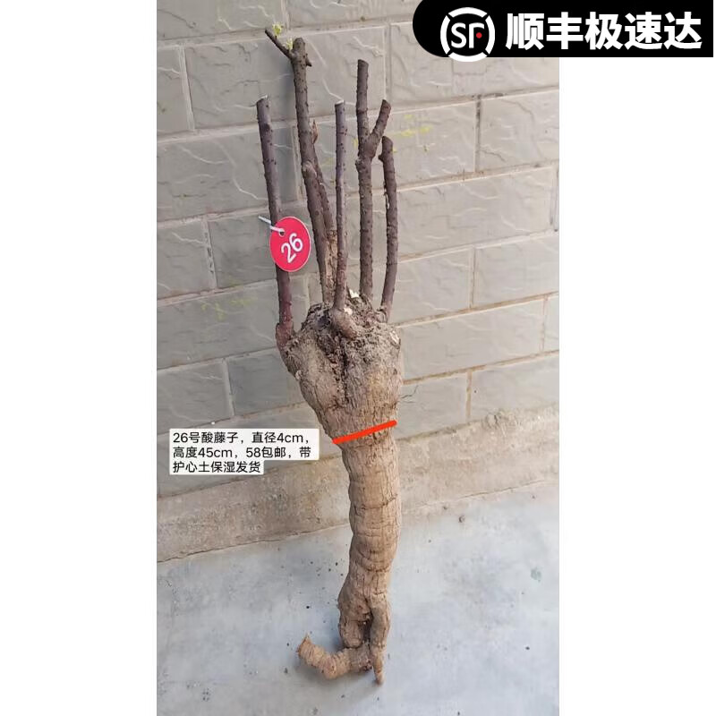 姒桀不含盆观花植物甜酸叶盆景绿植 26号酸藤子 不含盆