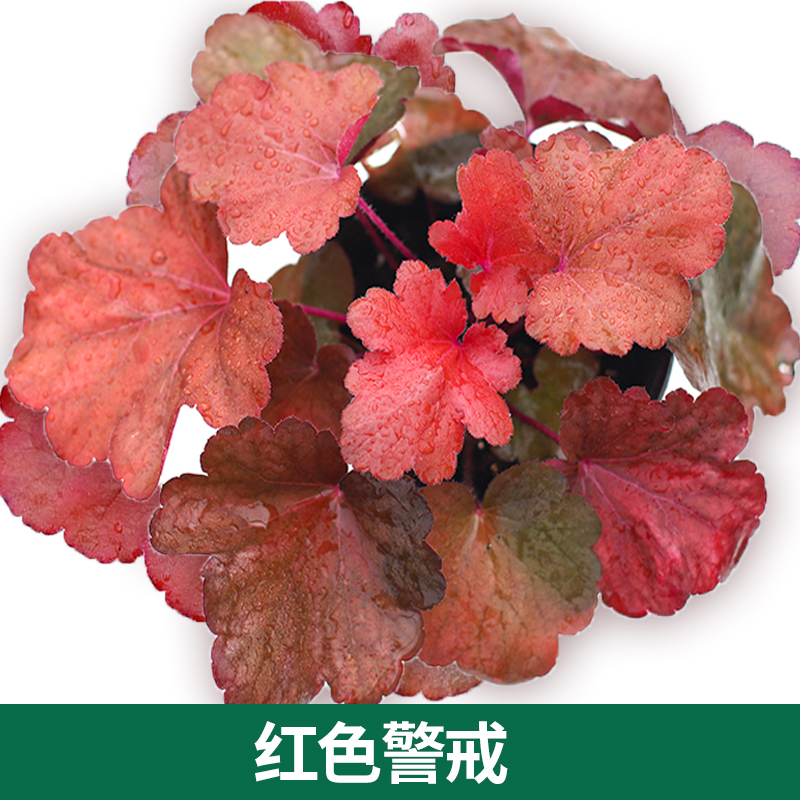 矾根植物盆栽大苗组合套餐室内耐寒四季庭院阳台观叶小苗花卉绿植