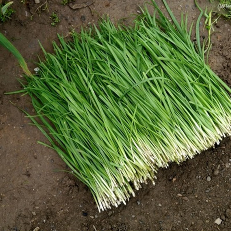 长耕山东红根韭菜根苗现挖宽叶紫根韭菜家庭阳台盆栽老品种蔬菜种子苗