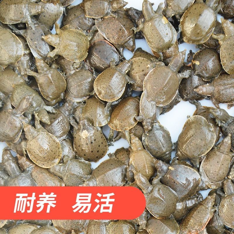 荣郁鳖小甲鱼苗活体100只水鱼苗王八团鱼苗生态外塘养殖龙鱼 50只