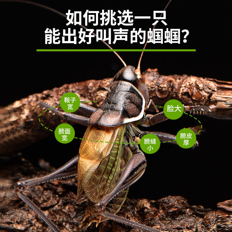 仟芸蝈蝈活新脱鸣虫夏蝈蝈超大活体大肚子叫蝈蝈铁蝈蝈绿蝈蝈宠物