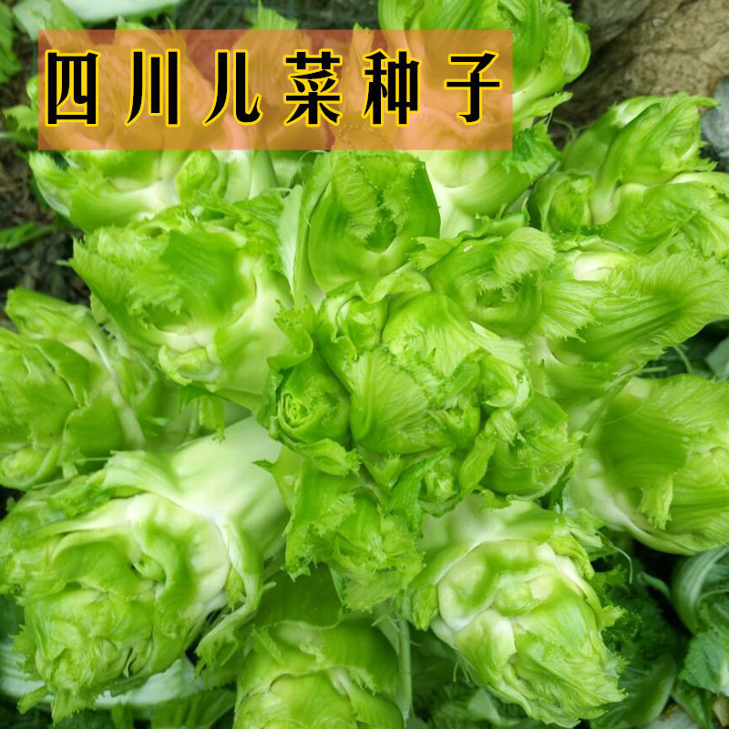 四川儿菜种子特产四季播宝宝菜娃娃菜抱子芥菜秋季蔬菜籽早熟农家 儿