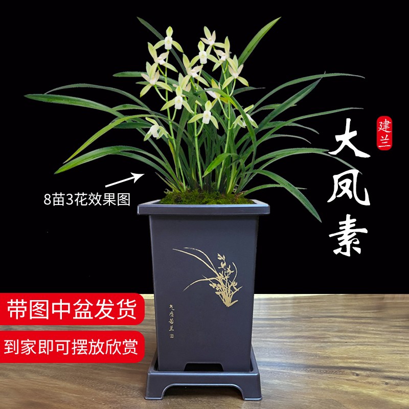劉閣蘭花四季素心大凤素现带花苞出售有香味的花苗室内阳台绿植物花卉盆栽 带花苞】5-8苗带黑色四方仿紫砂盆