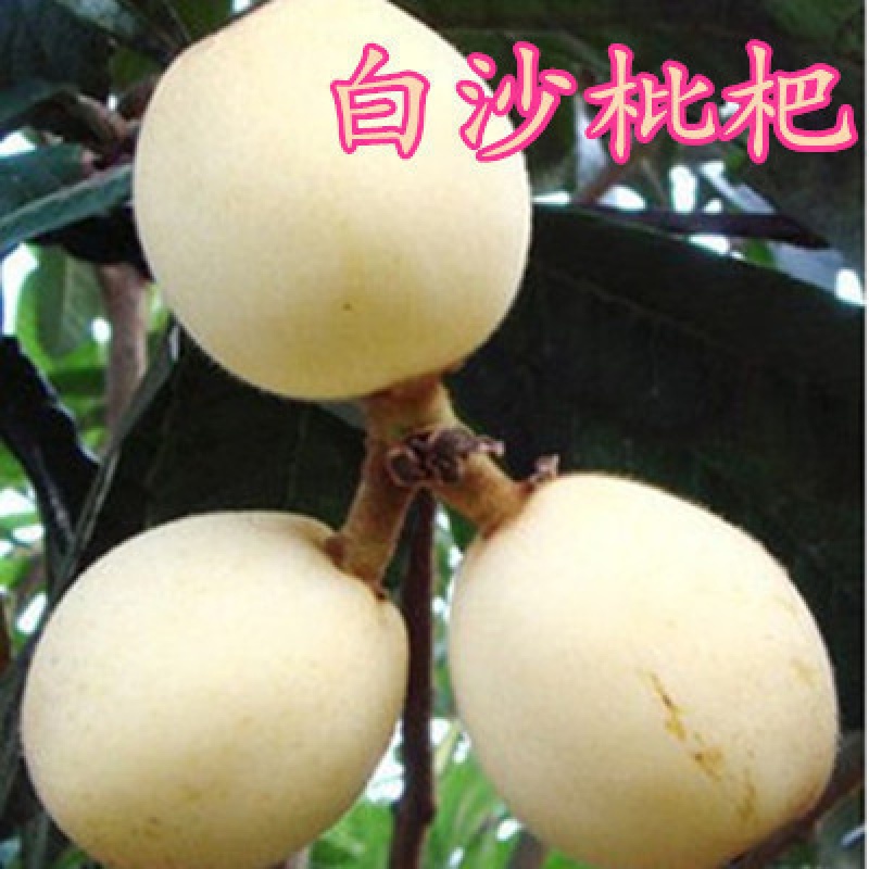 苏跃枇杷果苗无核砂糖枇杷苗树无籽琵琶嫁接盆栽特大庭院种植枇杷树苗