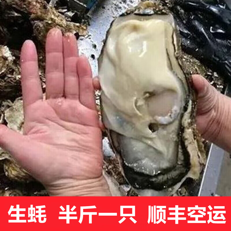 超朴生鲜【活鲜】鲜活 特大生蚝10斤新鲜海鲜水产海蛎牡蛎箱装 赠送吃蚝三件套 10斤装【家庭聚会】