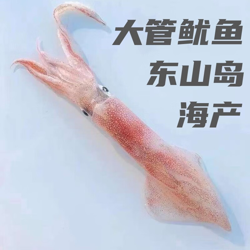 愚港东山岛手钓大管鱿鱼 中国枪乌贼 火箭鱿鱼 刺身枪鱿鱼 冷冻海鲜