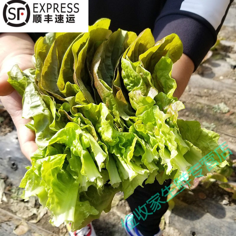 韩国紫生菜250g(约40到50片)