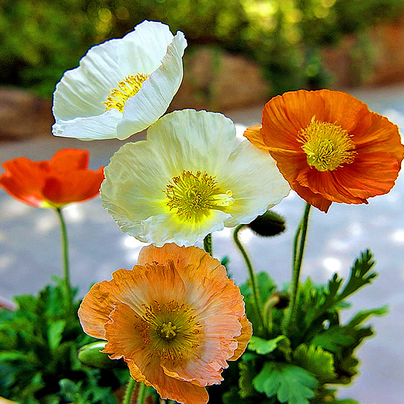 混色冰岛虞美人花种子 耐寒丽春花阳台盆栽观赏花卉花籽 混色虞美人2