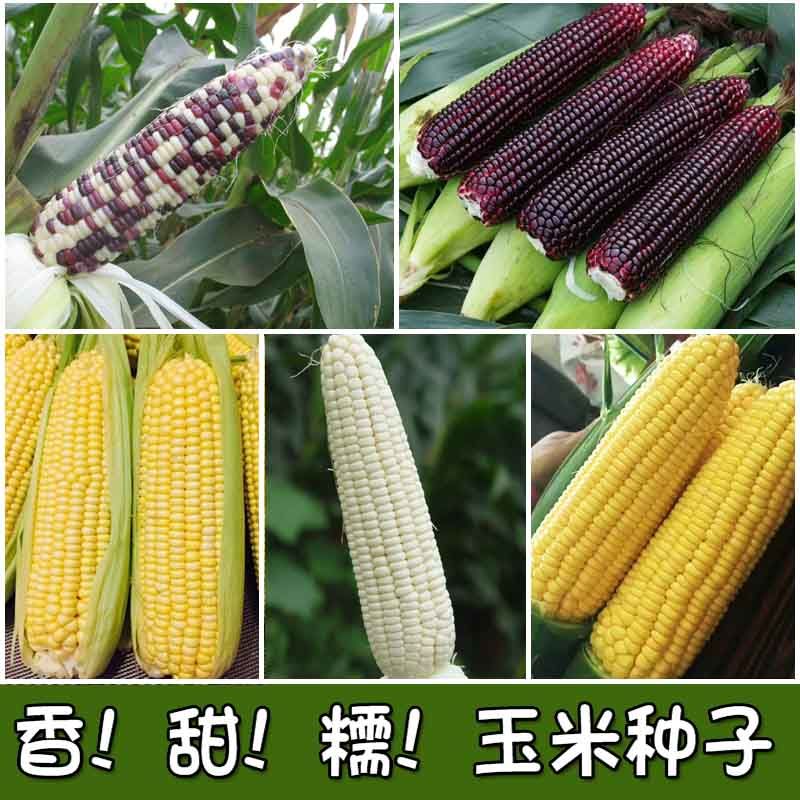 细辛粘玉米种子甜糯玉米种子水果玉米彩糯黑糯黄粘玉米种子玉米粒种子