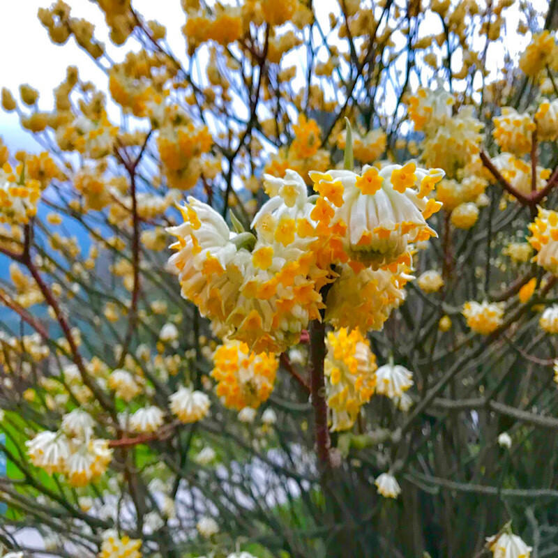 枫麦萱结香花树苗爱情树金腰带打结花浓香花卉庭院绿化苗木植物盆栽