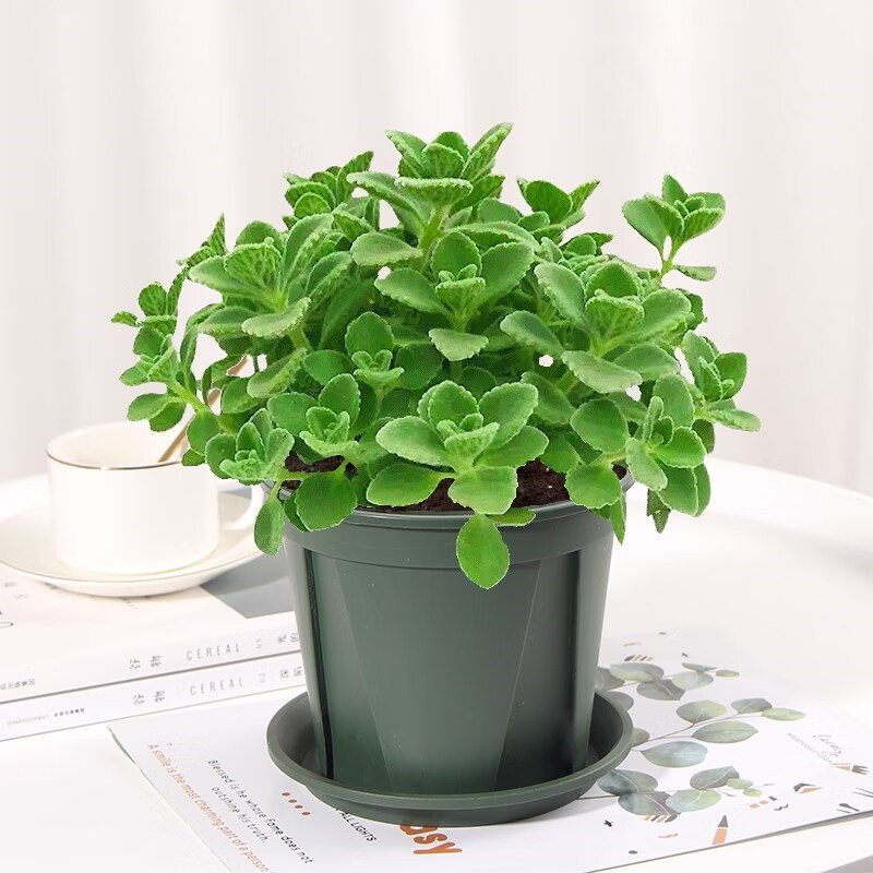 晗畅clcey碰碰香适合放厕所的绿植碰碰香盆栽室内除异味好养植物