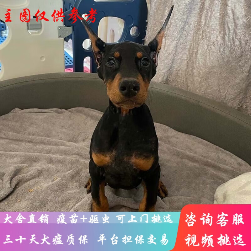 桓瑞宠物纯种宠物狗狗活体杜宾犬幼犬幼崽大型犬 宠物级 宠物级a款 公