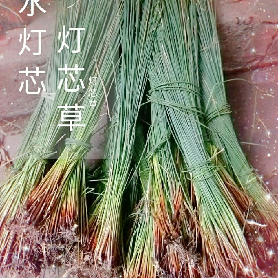 伟博灯芯草新鲜野生500克深山自釆灯心草水灯芯中草药材有金钱草 新鲜