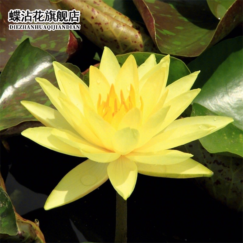 电商种球价格变化查询|种球价格走势图