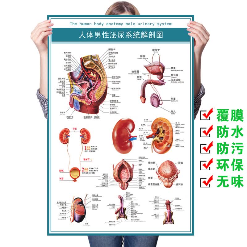 澳颜莱男性生殖挂图 男女泌尿生殖器解剖图 女性生殖图医学人体生殖