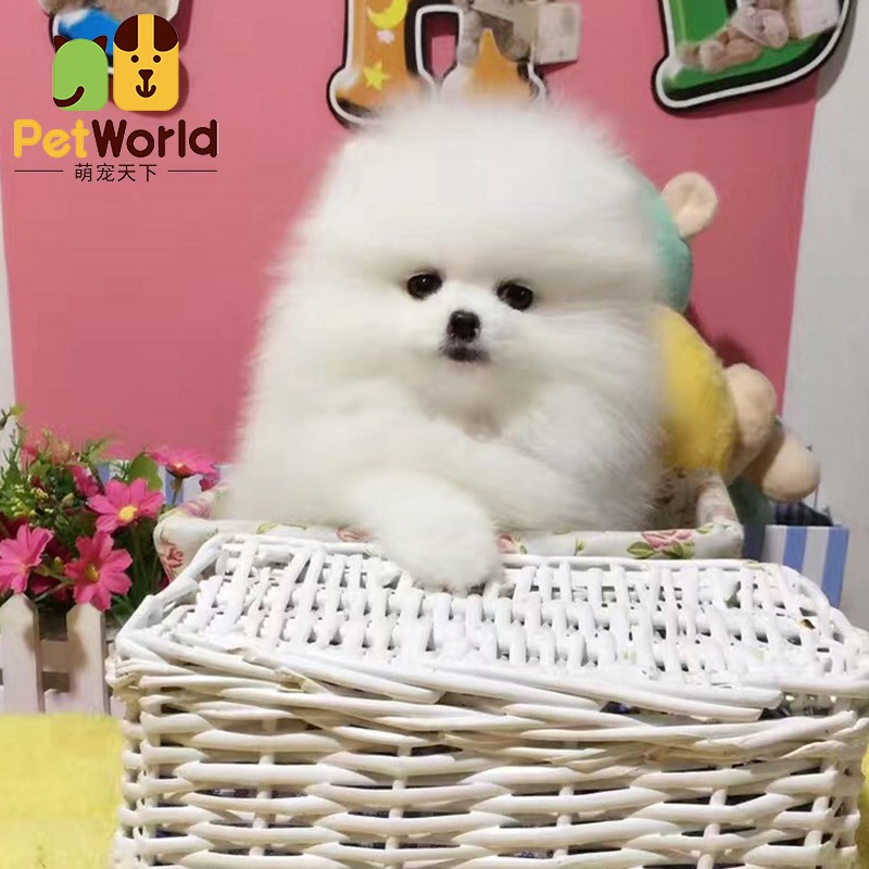 哼嘟(humdu)纯种博美犬幼犬哈多利球体白色博美犬长不大的小体茶杯犬