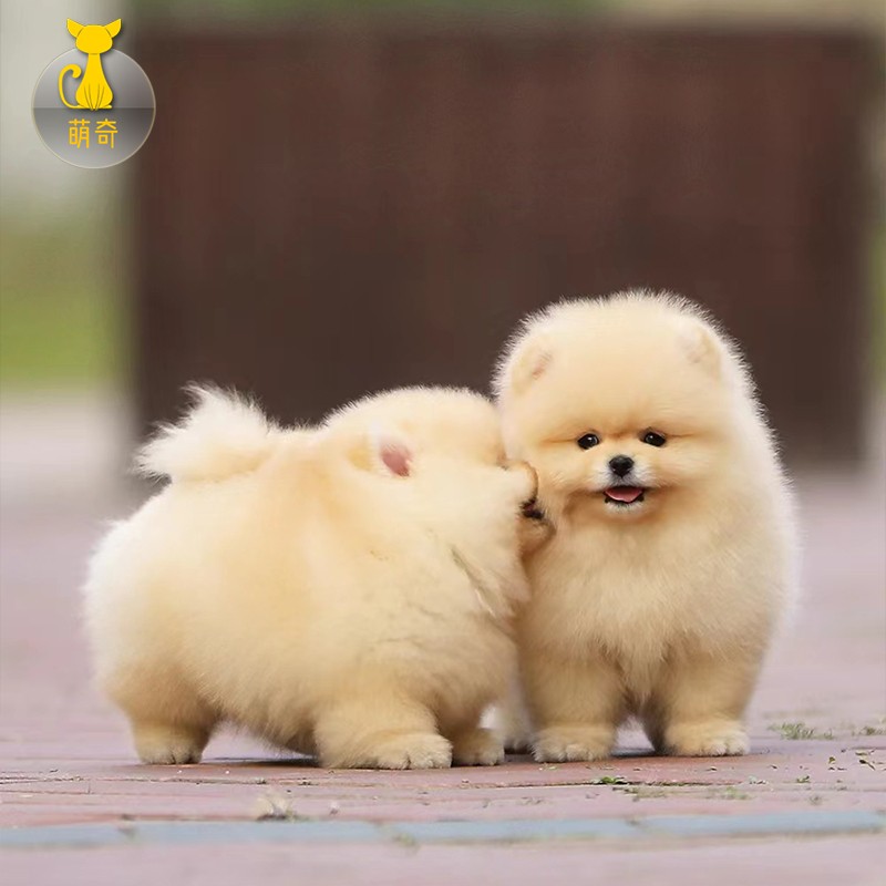 纯种博美幼犬小狗活物小型犬可爱宠物狗活幼体纯种俊介犬狗仔活物小奶狗 宠物级 精品级 S级 精品级使用感如何?