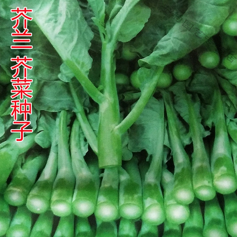 粗条菜心种四季播菜园植耐热耐寒秋季种 中粗芥兰种子15克【约千粒】