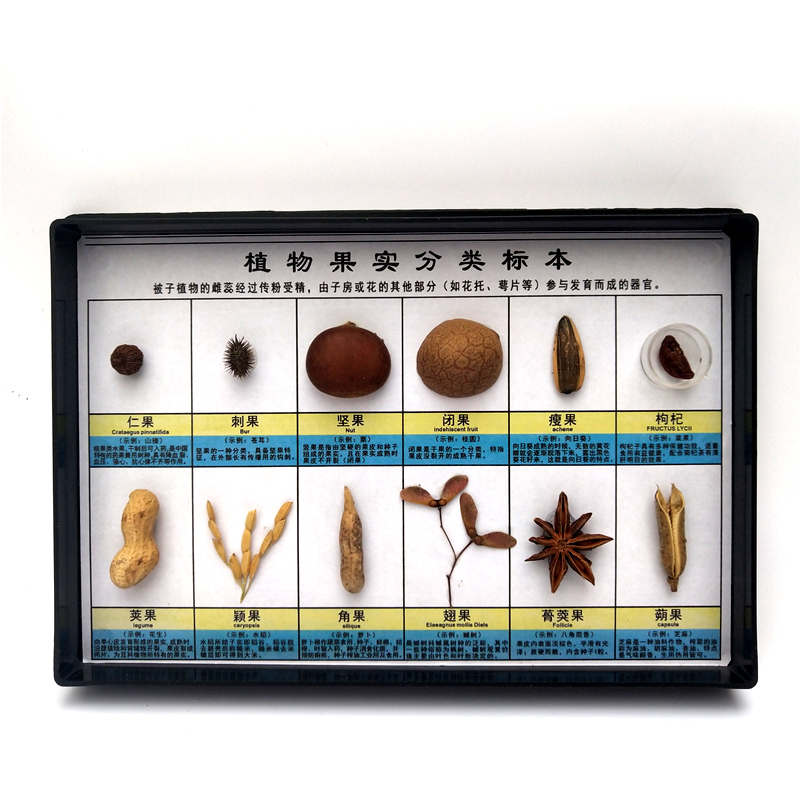 园教学昆虫标本动物生活史植物发育蜜蜂知了害虫益虫标本 植物果实