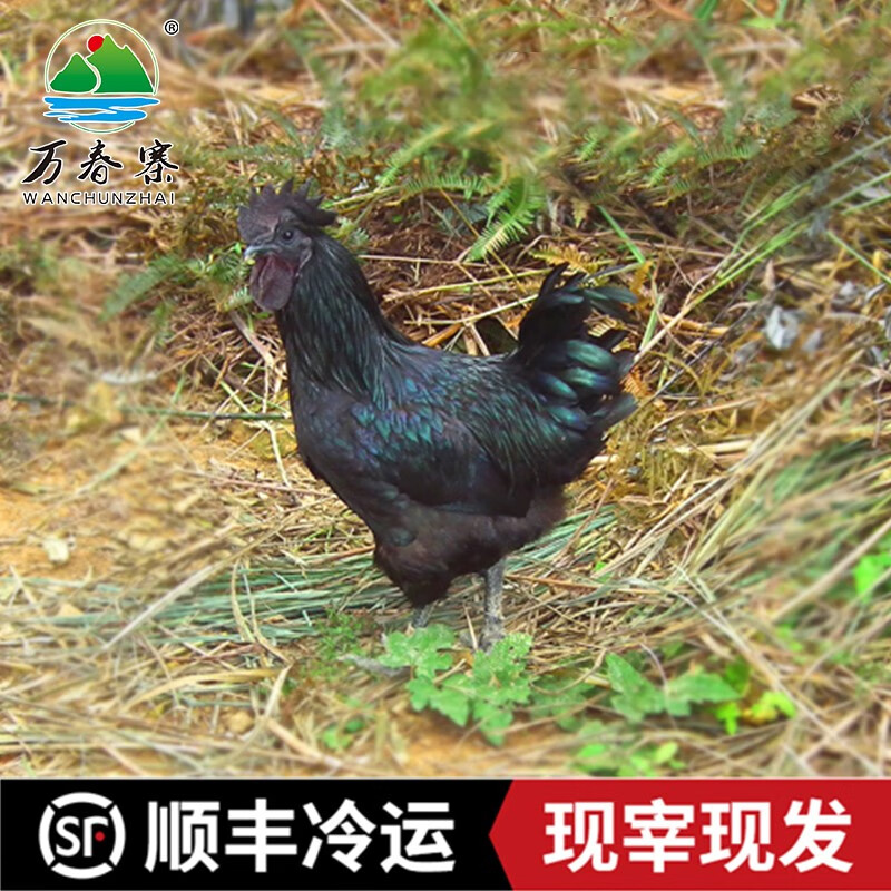 双黑正宗黑鸡整只公鸡3斤 戴云山散养鸡土鸡乌骨鸡月子鸡 五黑鸡整只