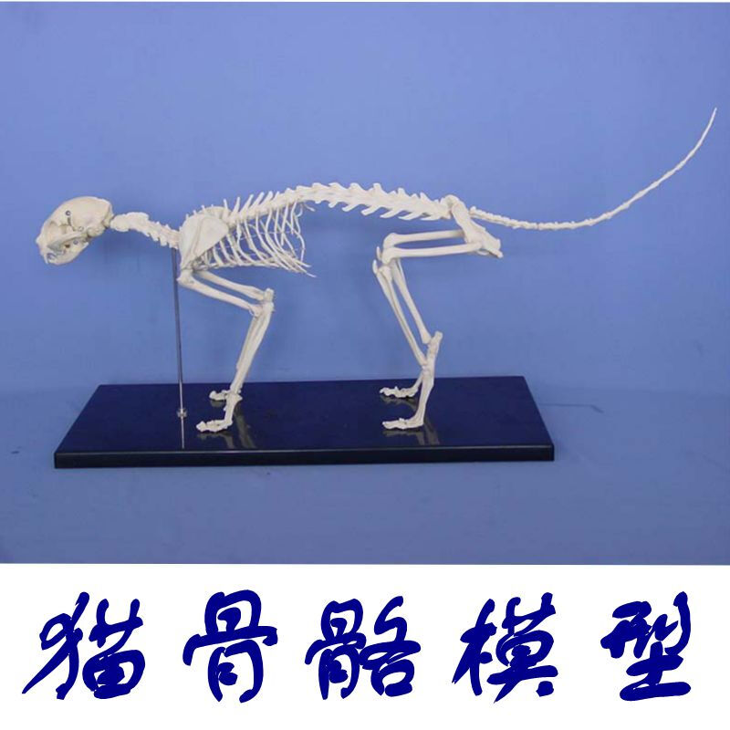 jd健康模型仿真塑胶动物倒模骨头犬骨架狗狗骨髅大型犬宠物兽医用