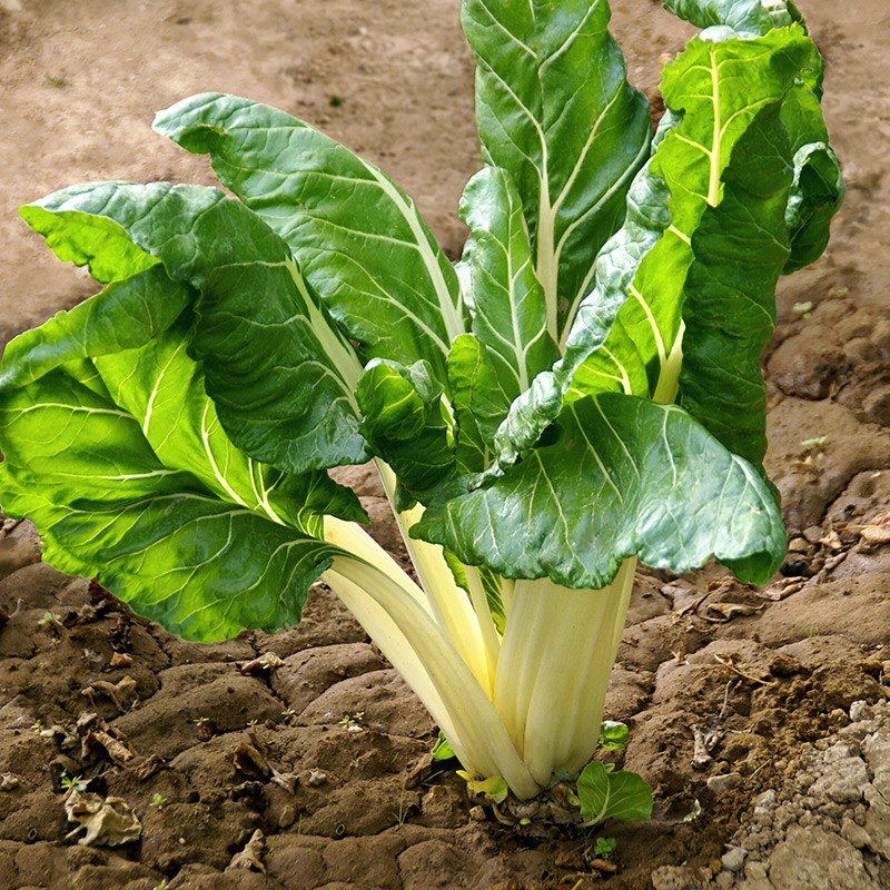 寿禾 黑叶油冬菜种子耐寒黑油白菜杭州油冬儿春冬季青菜籽家庭大田 春