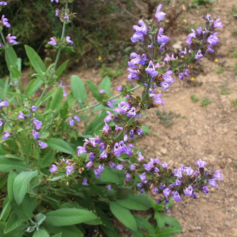 鼠尾草苗 海盐 芳香鼠尾草沐浴露  香草苗 s 芳香鼠尾草一盆 不含盆