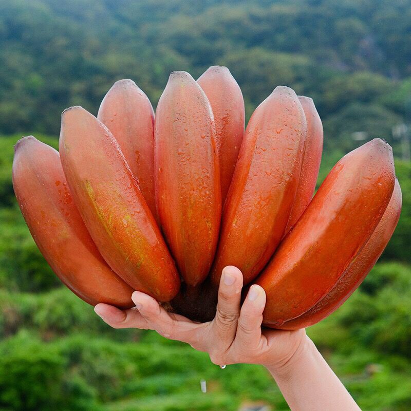 漳州红皮香蕉 美人蕉特级新鲜孕妇水果 现摘当季时令水果 精选5斤