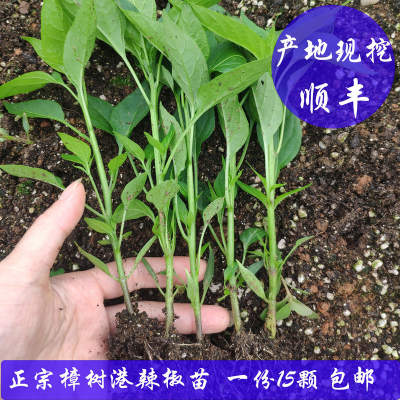 辣椒苗季早苗辣椒秧苗湘阴特产15棵产地现挖烟批发 50g