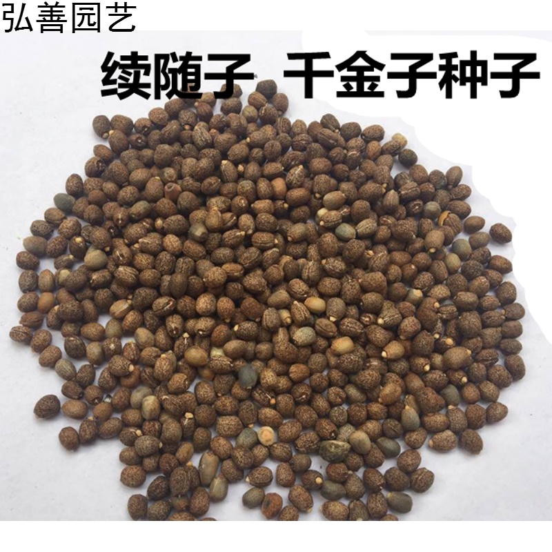 元冬续随子种子 千金子种子菩萨豆 拒冬籽 联步种子 一斤