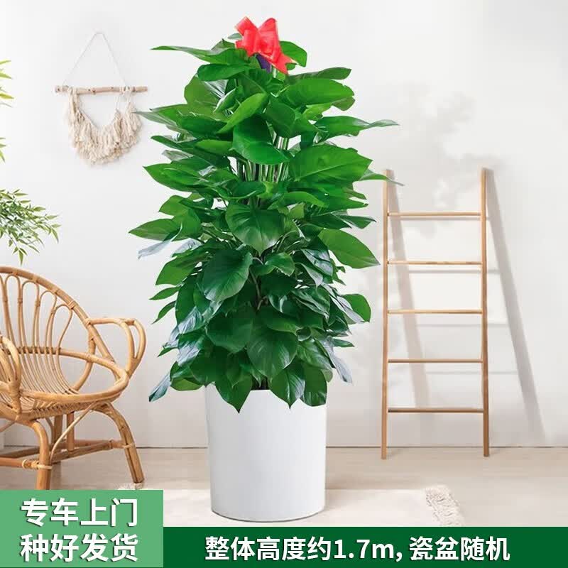 Only you【两小时达】发财树摇钱树龟背竹绿萝盆栽大型植物客厅室内绿植 绿萝柱属于什么档次？