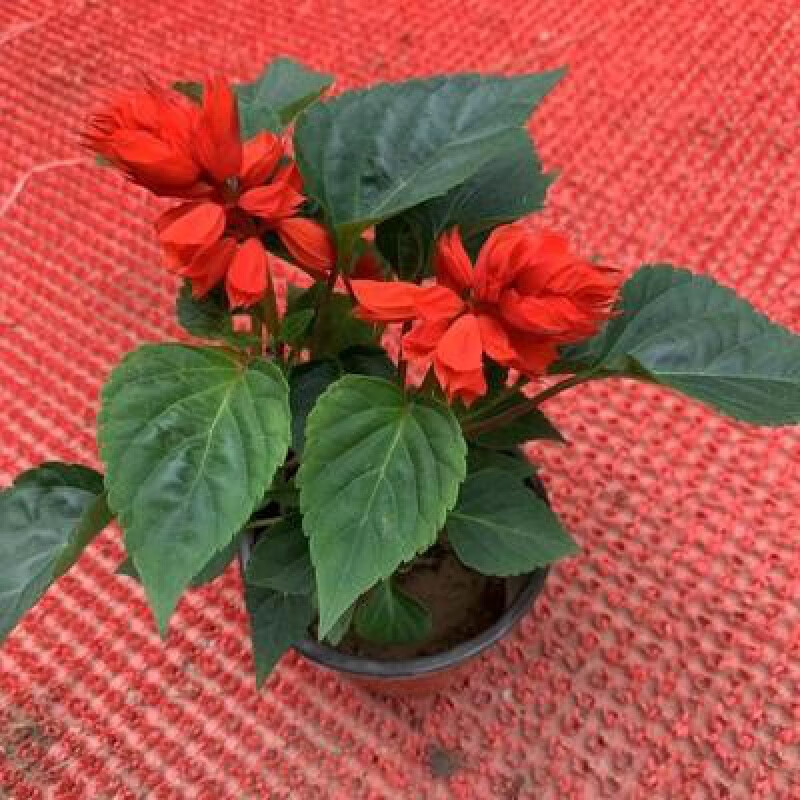 花婵薇一串红花盆栽 串串红花苗室外庭院花卉绿化工程地栽带花 矮一串