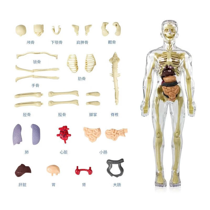 初中生物人体结构骨骼架模型器官脏解剖3d医学可拆卸拼装儿童教学