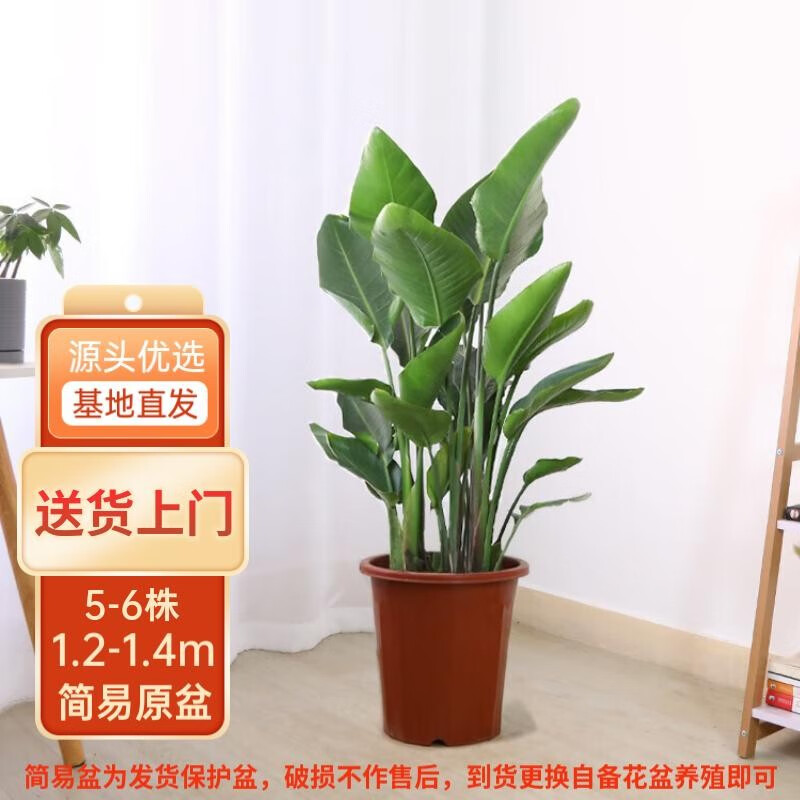 大型绿植查这个商品的价格走势|大型绿植价格比较