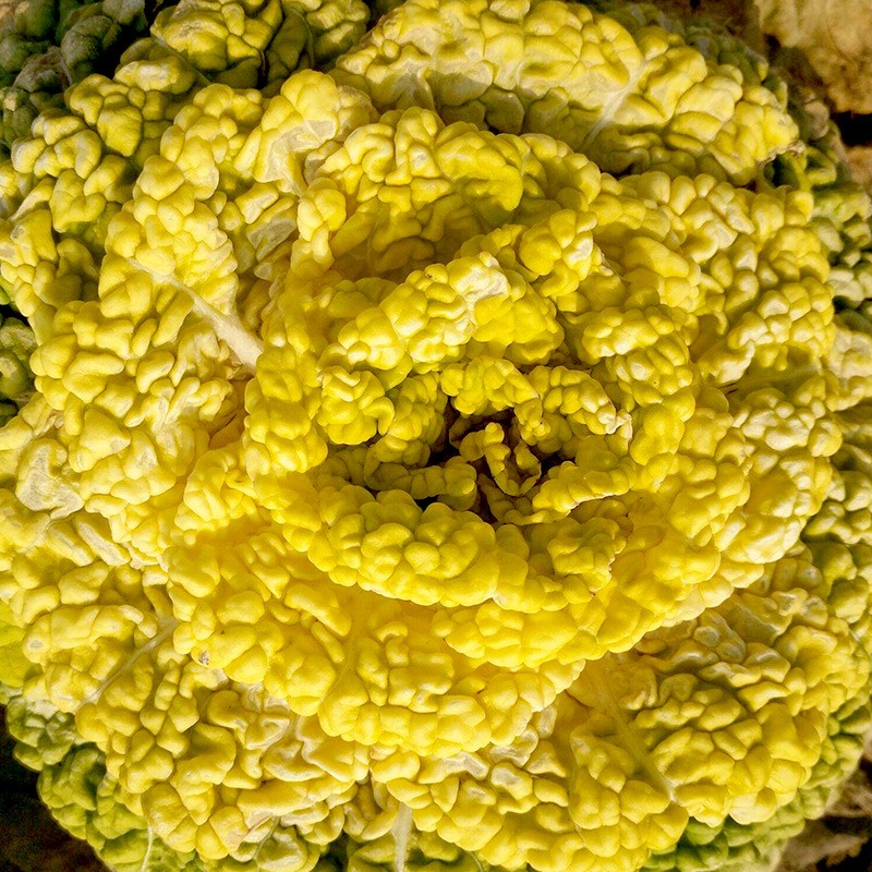 寿禾黄心菜种子耐寒乌塌菜黄心乌塔菜家庭种植冬天秋季播种蔬菜种籽