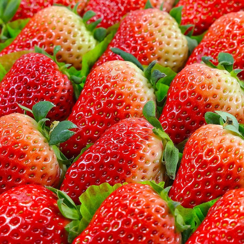 琉璃夏 坏果包赔 大凉山 露天冬草莓红颜奶油草莓 红颜新鲜水果 现摘现发 草莓中果12-17克（预售:5-10天内发货） 净重3斤