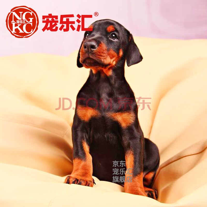 宠乐汇 杜宾犬多伯曼犬幼犬活体狗狗活体狗狗公母视频挑选血统 ngkc