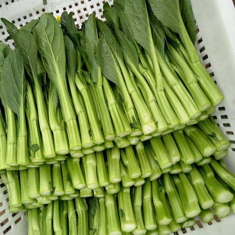 四九菜心(四九菜心是什么菜)