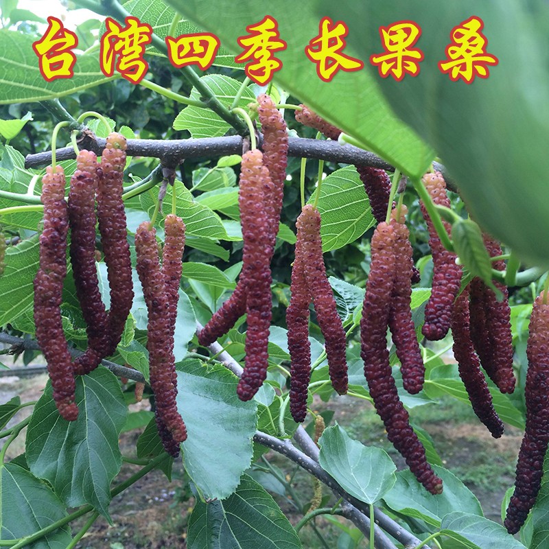 泡酒果桑苗 无籽桑葚苗 庭院阳台盆栽地栽果树苗 台湾长果桑4年苗