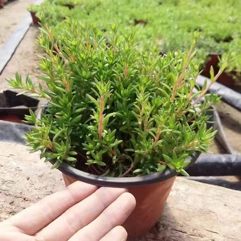 怎么查京东花卉全网最低时候价格|花卉价格走势图