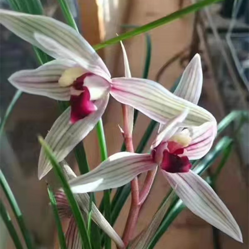 莲瓣兰墨血兰花名花名品绿植盆栽盆景花卉带花苞原生老种资源草 1壮苗