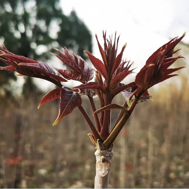 中梦红油香椿树苖矮化香春树苗老桩四季南方种植地载盆栽 正宗黑油
