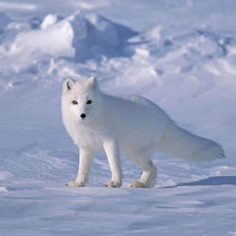 宠物狐狸幼崽家养白狐蓝眼雪狐活物小狐狸金花狐冰岛狐狸 白狐(定金)