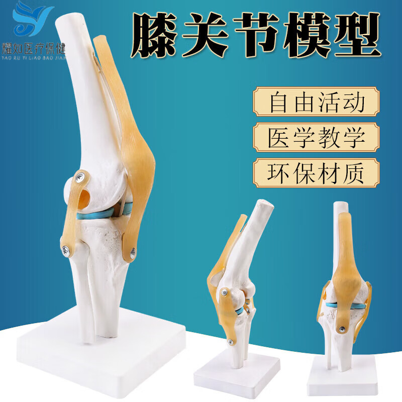 人体膝关节功能模型半月板交叉韧带活动膝盖骨髌骨教学骨骼模型