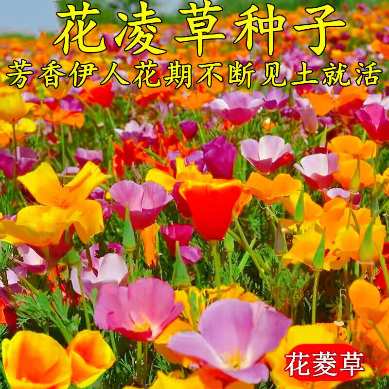 花之然花菱草种子四季种宿根耐寒耐热花卉百日草花草种虞美人花籽