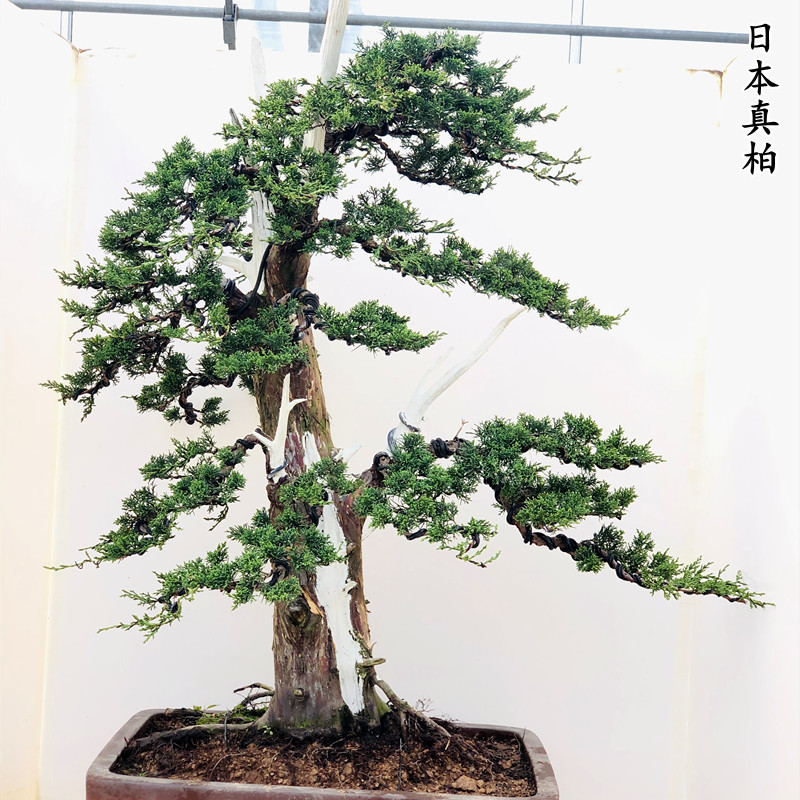 高干文人造型真柏盆景那须五针松大阪松黑松花卉植物盆栽阳台 绿色 带