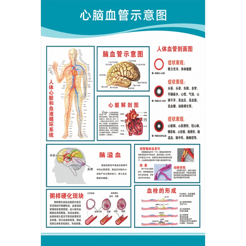 思裕医院科室头部脑神经人体解剖结构示意图大脑血液循环医学挂图 心