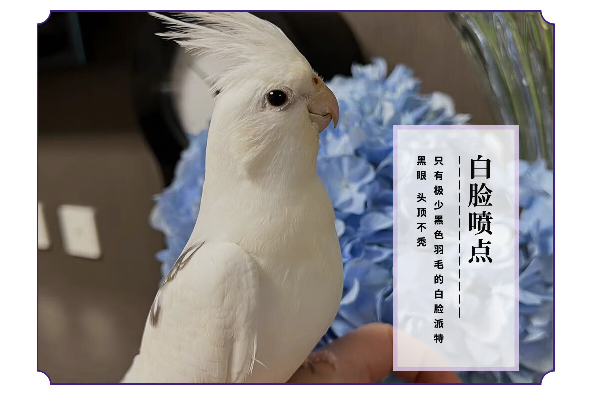 莱羡朵手养玄凤鹦鹉派特白喷点白百趴玄凤 鹦鹉玄凤 白脸派特 手养