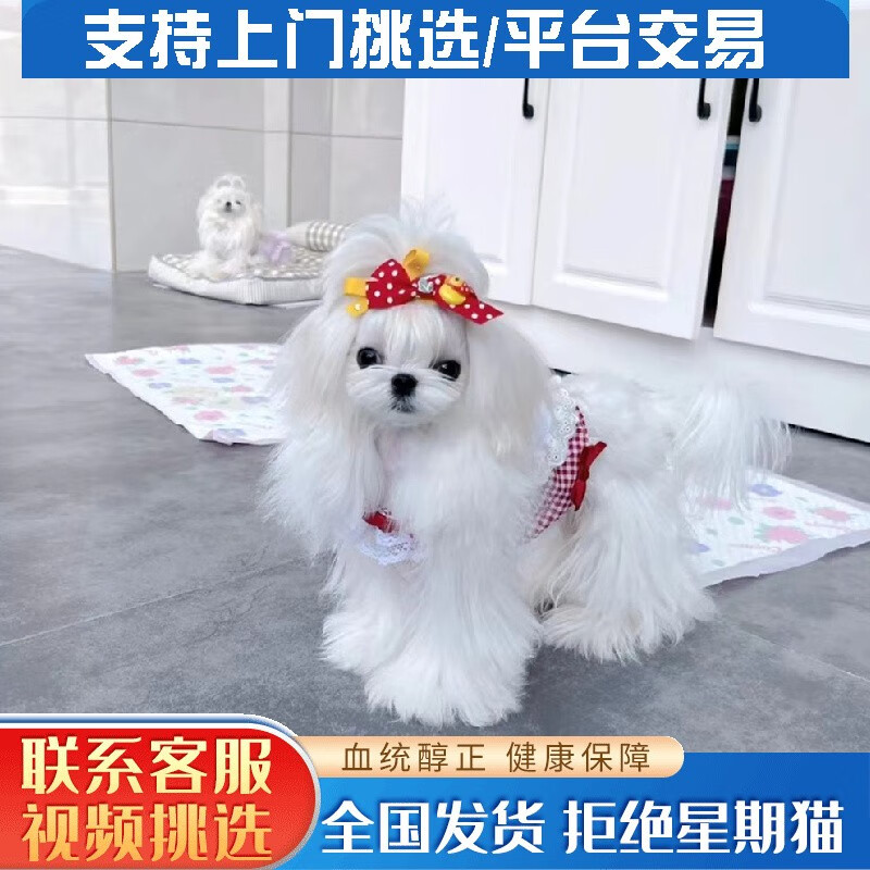 韩版纯种马尔济斯犬幼崽宠物狗狗活体幼犬超小体白色长毛双血统北京犬舍支持免费上门送货上门 繁育级使用感如何?