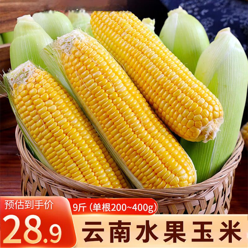 云南水果玉米 新鲜黄甜玉米儿童早餐代餐 现采现发香甜多汁玉米棒 黄